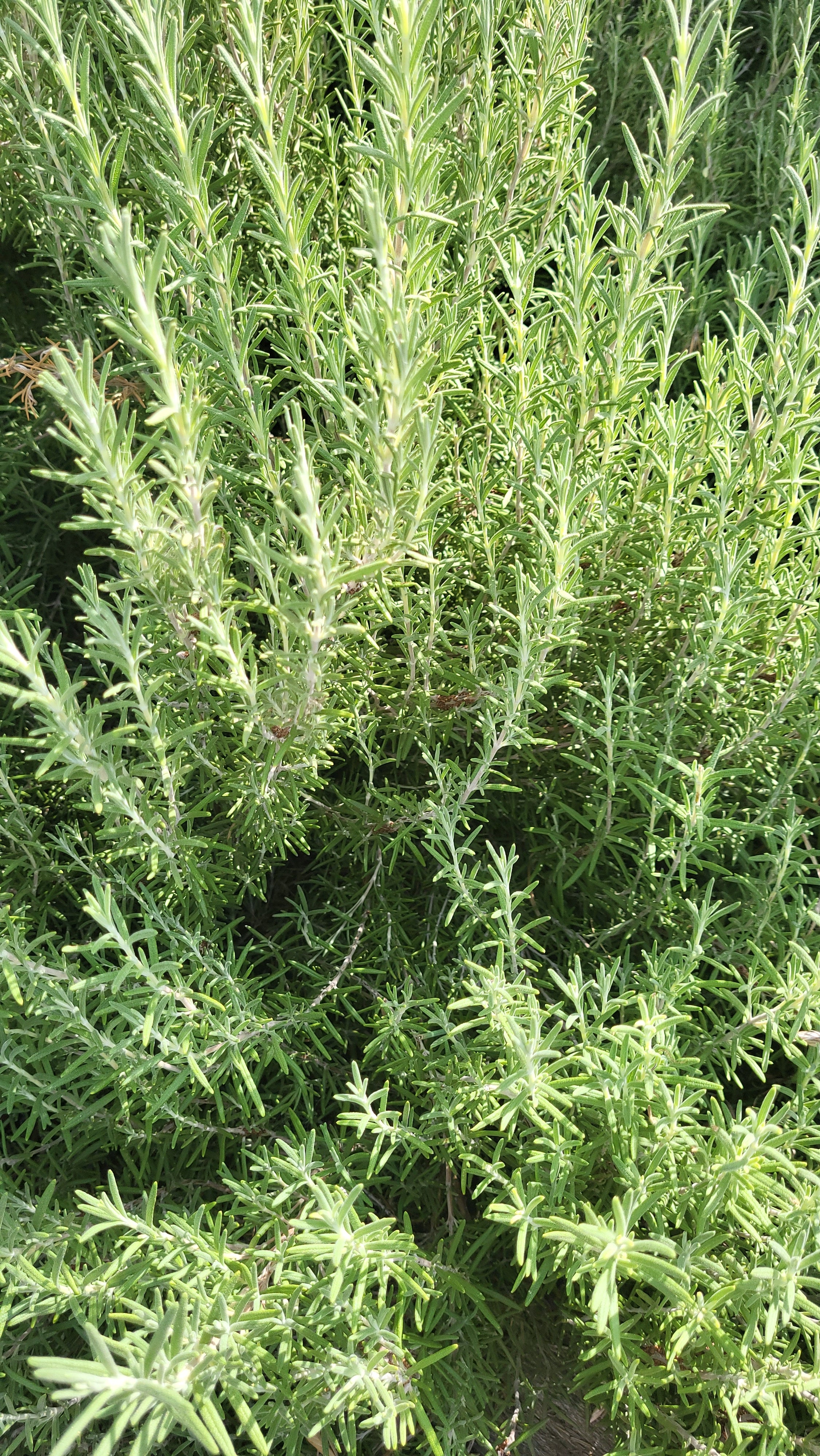 Fresh Rosemary – Green & Fragrant